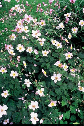 Anemone tomentosa 'Robustissima' - Herfstanemoon - ↕10-25cm - Ø9cm - 48x