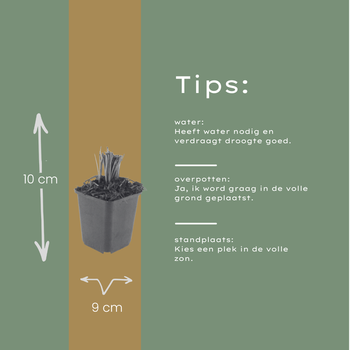 12x Liatris spicata - ↕10-25cm - Ø9cm