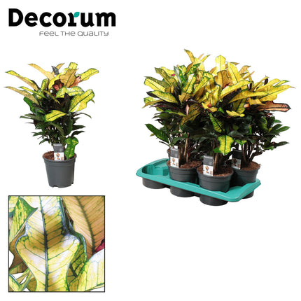 Croton Wilma - ↕60cm - Ø17cm