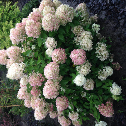 Panicle Hydrangea - Hydrangea panniculata Limelight - Flower Cream White - 1 Plant - Deciduous - Large Flowers - Pot 17cm Height 50cm