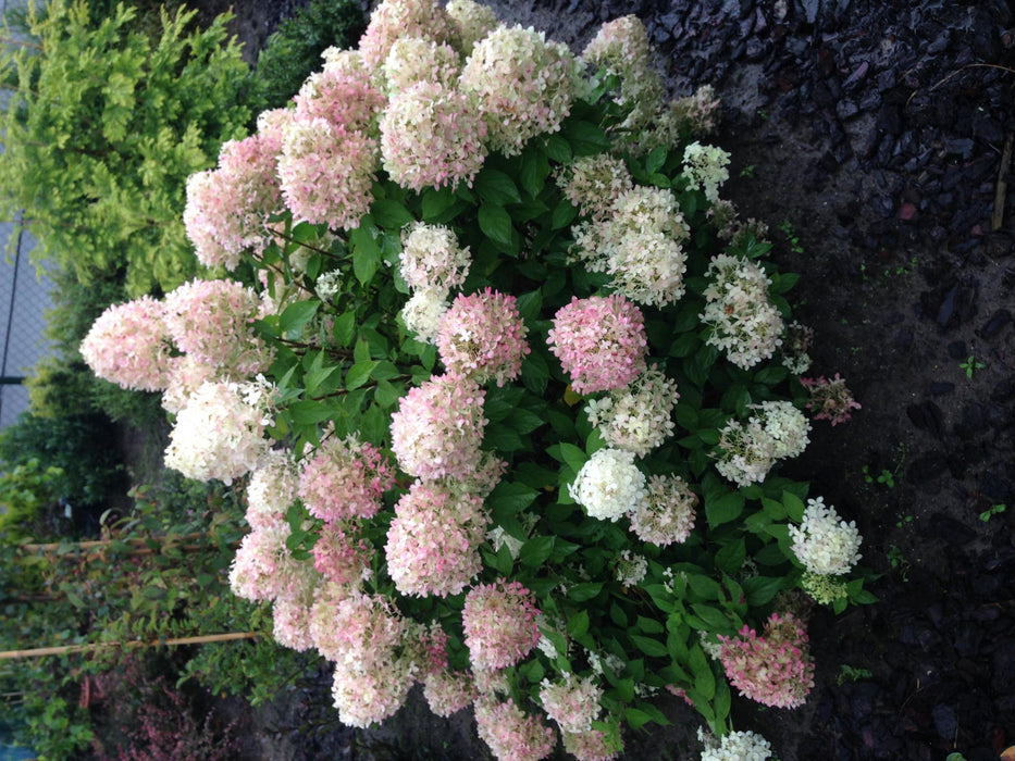Pluim Hortensia - Hydrangea panniculata Limelight - Bloem Creme Wit  - 1 Plant - Bladverliezend - Grote Bloemen - Pot 17cm Hoogte 50cm