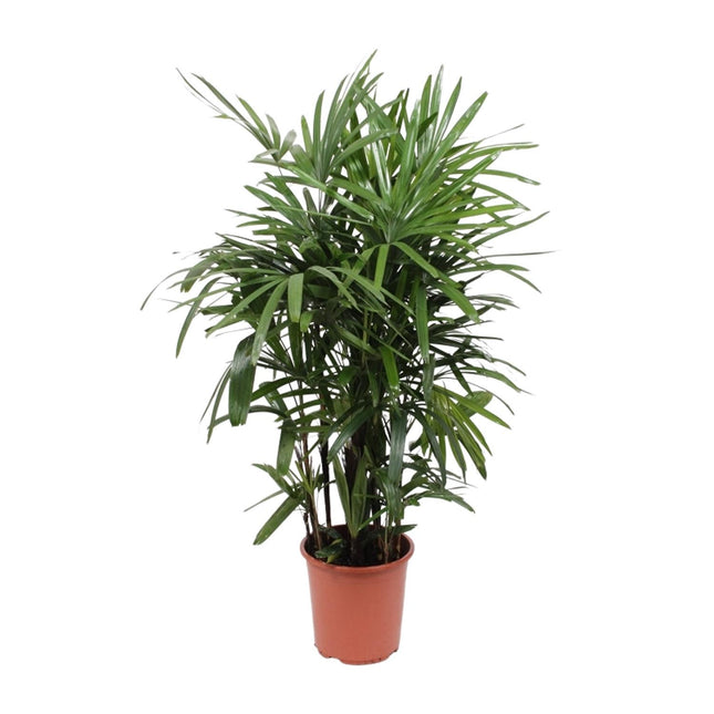 Rhapis Excelsa - Bamboo palm - ↕120cm - Ø27cm