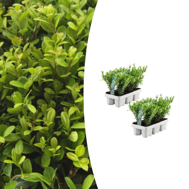 Ilex crenata 'Jenny' - ↕15cm - Ø7cm - 12x
