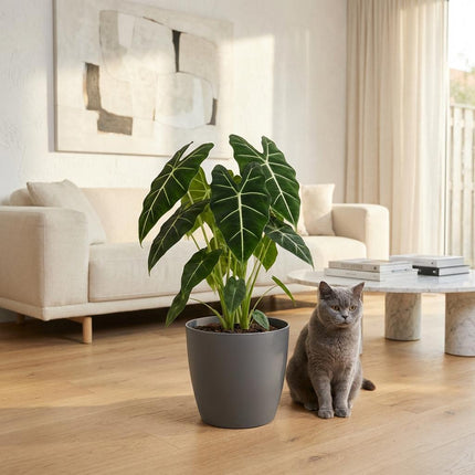 Alocasia Frydek - Elephant Ear - with grey pot - ↕60cm - Ø19cm