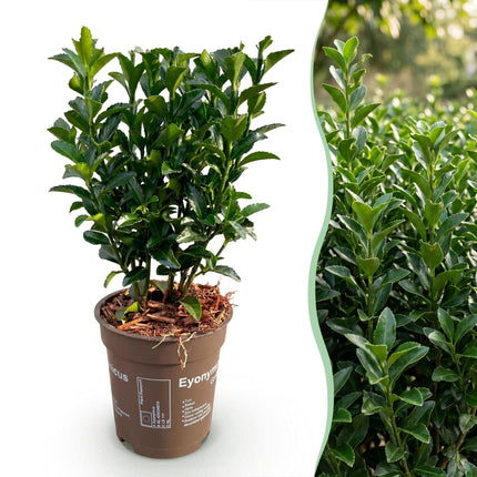Euonymus japonica Green Spire - Kardinaalsmuts - 16x Haagplanten - Groenblijvend - Groen - Pot 9cm - Hoogte 20-25cm