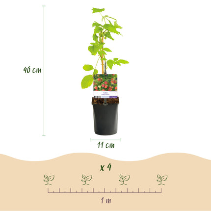Framboos - Rubus Mailing Promise  - Rode Framboos - 40cm - Ø11cm - 2x