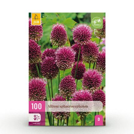 Flower bulbs - Allium Sphaerocephalon - Color Purple - 100 pieces - Bulb size 5/6 - XXL Pack