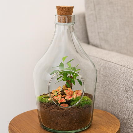 Terrarium ouvert John - Bonsaï et citron vert rubis - ↕30 cm