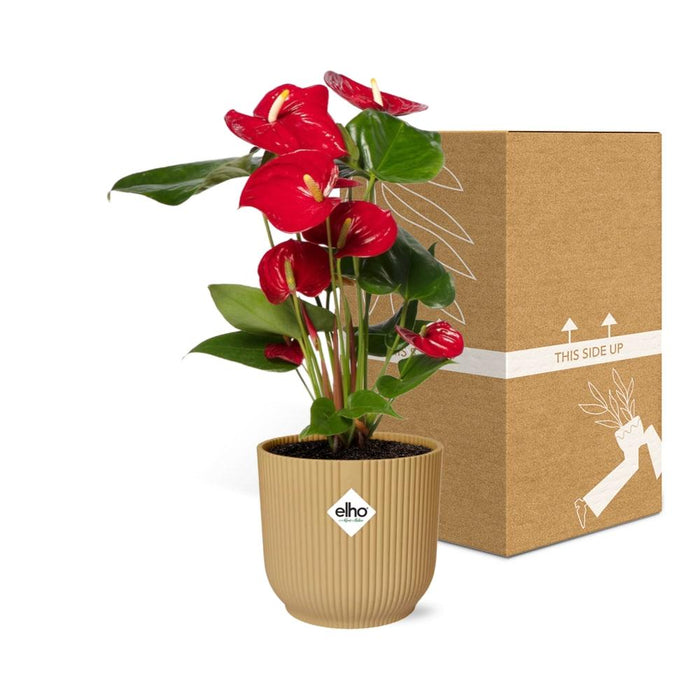 Anthurium Red Ø12cm -  in gele elho Vibes Fold Ø14cm
