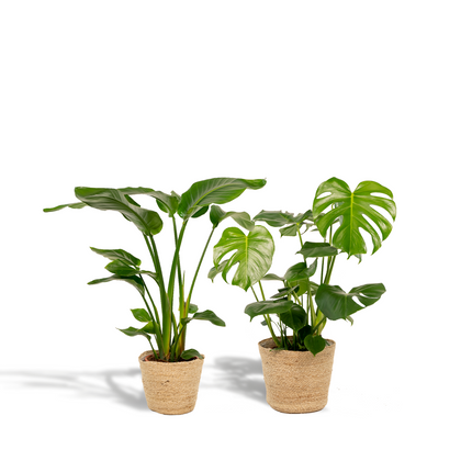 Strelitzia Nicolai - ↕85cm - Ø19cm + Monstera Deliciosa + Mand Selin - ↕75cm - Ø21cm