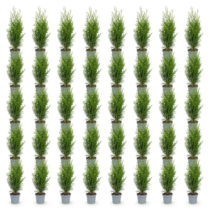 Thuja occidentalis Smaragd - Levensboom - 40x Haagplanten - Groenblijvend - Groen - Pot 9cm - Hoogte 20-30cm
