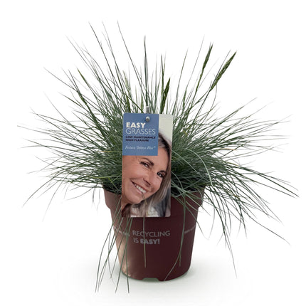 Festuca glauca Intens Blå - Blå - ↕50cm - Ø17cm