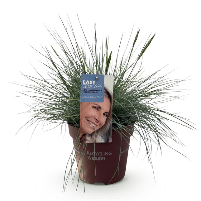 Festuca glauca Intense Blue - Blue - ↕50cm - Ø17cm