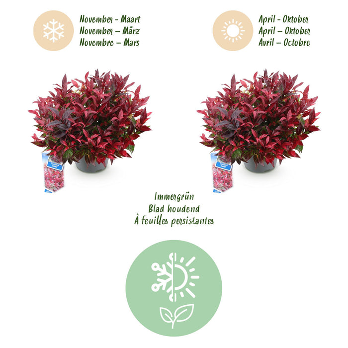 Leucothoe Zeblid - Rood - 2 Planten - Groenblijvend - Weinig Onderhoud - Pot 17cm Hoogte 45cm
