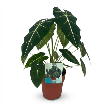 Alocasia Frydek - Orecchio d'elefante - ↕60cm - Ø19cm