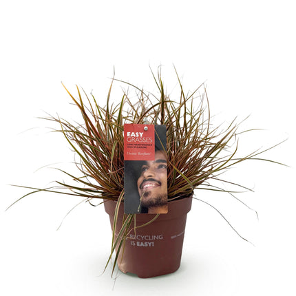 Uncinia rubra Everflame - Red - ↕50cm - Ø17cm