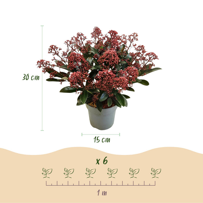 Skimmia japonica Rubella - Bloem Rood - 15+ Bloemen - ↕30cm - Ø15cm - 2x
