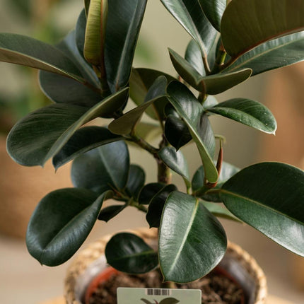 Ficus Elastica Cloe - Roślina kauczukowa - z koszykiem - ↕65cm - Ø19cm