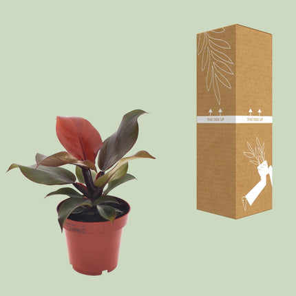 Philodendron Imperial Red - ↕25cm - Ø12cm