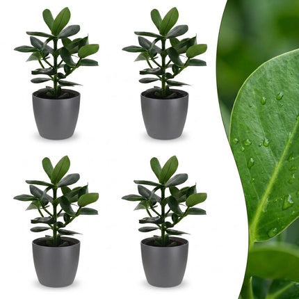 Clusia Princess - 4x - met Potter Grijs - Pot 12cm - Hoogte - 40cm