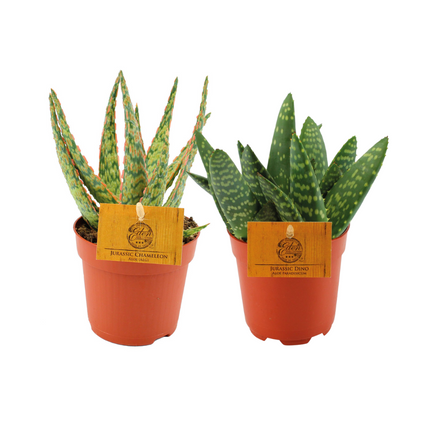 Dúo de plantas de aloe - ↕15cm - Ø10.5cm - 2x