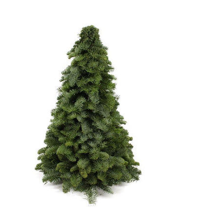 Nobilis Christmas Tree - ↕50cm