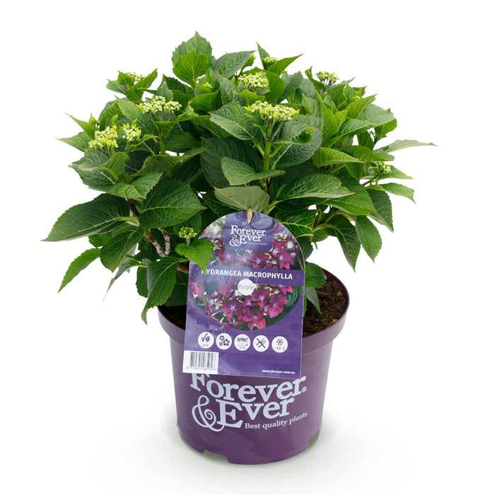 Terrasplant - Hortensia - Hydrangea Forever & Ever - Paars - 7-12 Bloemen - Pot 23cm Hoogte 55cm