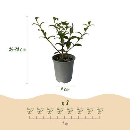 Osmathus burkwoodii - green foliage - 8 plants - 1 linear meter - evergreen - 9cm pot height 25-30cm