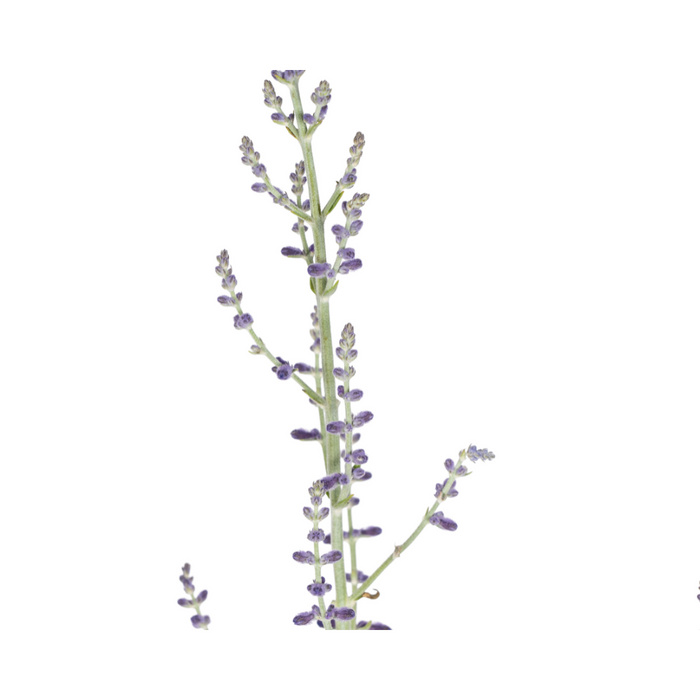 Perovskia Atriplicifolia Ø19cm - ↕50 - 60cm
