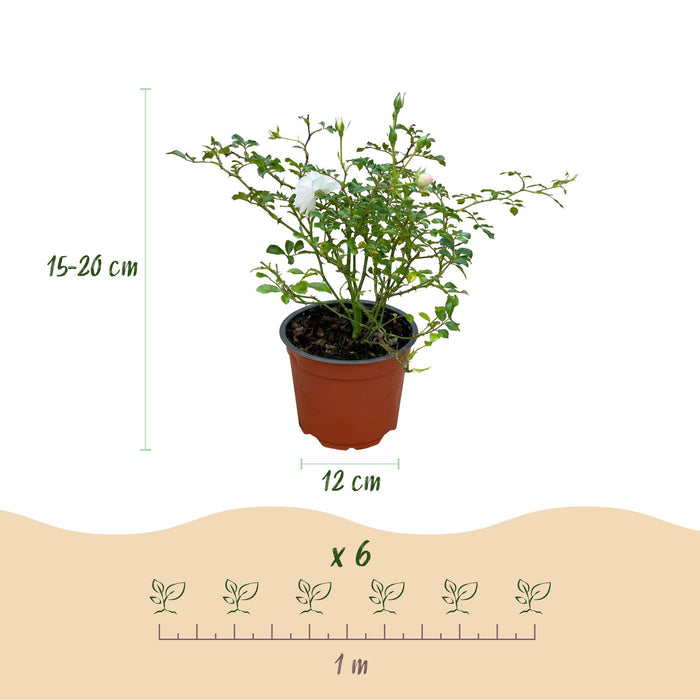 Rosa White Fairy - Roos - Winterhard - Wit - 3 Planten - Pot 12cm - Hoogte Hoogte 20-25cm