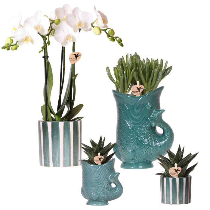 Set van witte orchidee Amabilis en succulenten in keramieken sierpotten - potmaat Ø9cm & Ø6cm | bloeiende kamerplant - vers van de kweker