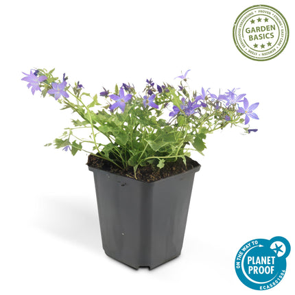 Campanula poscharskyana 'Stella' - ↕10-25cm - Ø9cm - 24x