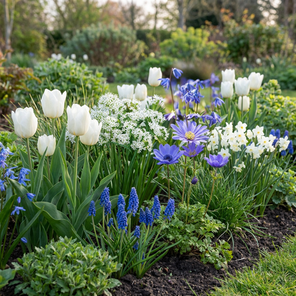 250x Bulb Garden Blue - Bloembollen - Blauwe bollentuinmix - Diversen - Zomerbloeier - Bolmaat 10/12
