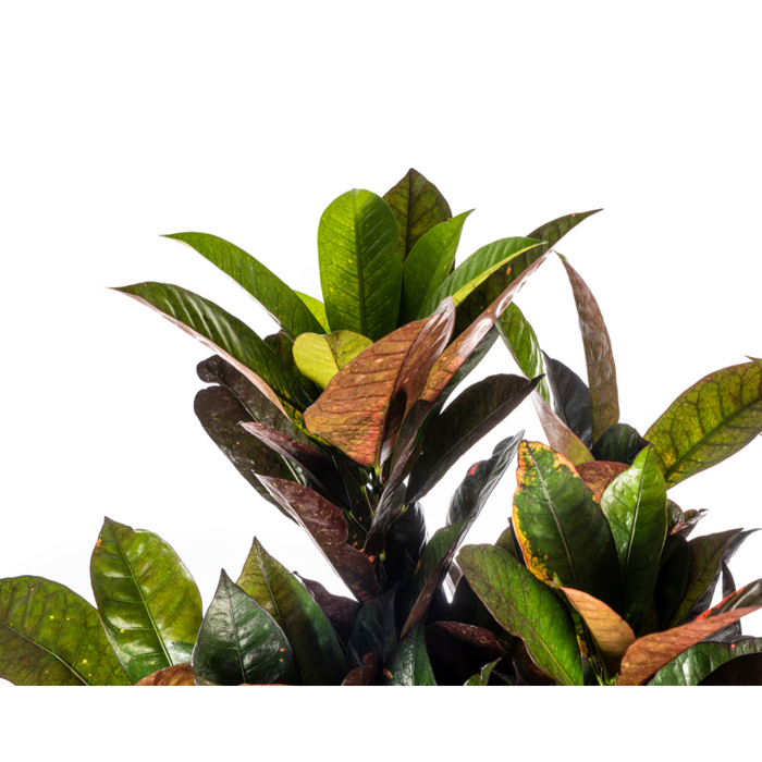 Codiaeum 'Croton' Iceton met mand Ø24cm - ↕80-100cm