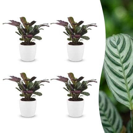 Ctenanthe Burle Marxii - Visgraatplant - 4x - met Potter Wit - Pot 12cm - Hoogte - 30cm