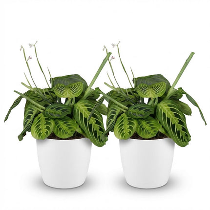 Maranta Fascinator Lemon Lime - Prayer plant - with white plant pots - ↕25cm - Ø12cm - 2x