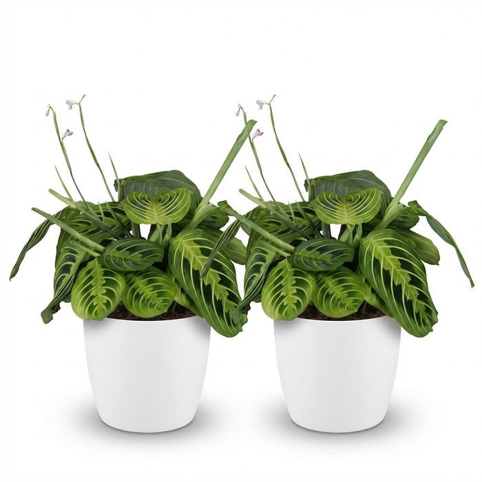 Maranta Fascinator Lemon Lime - Gebedsplant - met witte plantenpotten - ↕25cm - Ø12cm - 2x