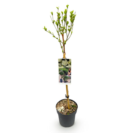 Hibiscus syriacus White Chiffon® - Standard plant - Patio plant - ↕90cm - Ø19cm
