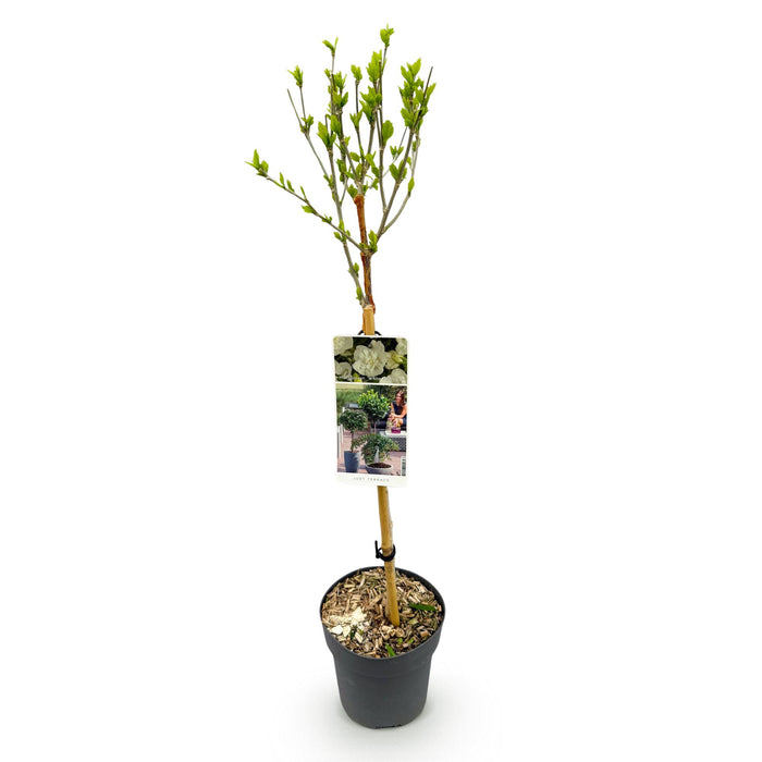 Tuinplant - Hibiscus syriacus White Chiffon® - Plant op stam - Terras Plant - Bladverliezend - Weinig Onderhoud - Pot 19cm Hoogte 90cm
