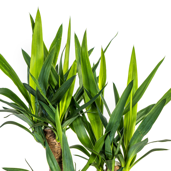Yucca Elephantipes Vertakt met mand - ↕60-70cm - Ø21cm