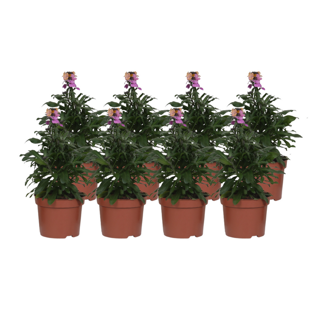 Erysimum 'Purple Glow' - ↕30cm - Ø12cm - 8x