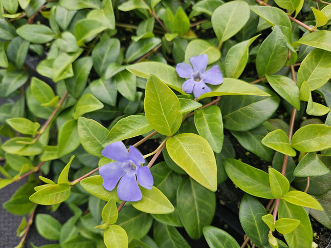 Vinca minor 'La Grave' - Kleine Maagdenpalm - ↕10-25cm - Ø9cm - 12x