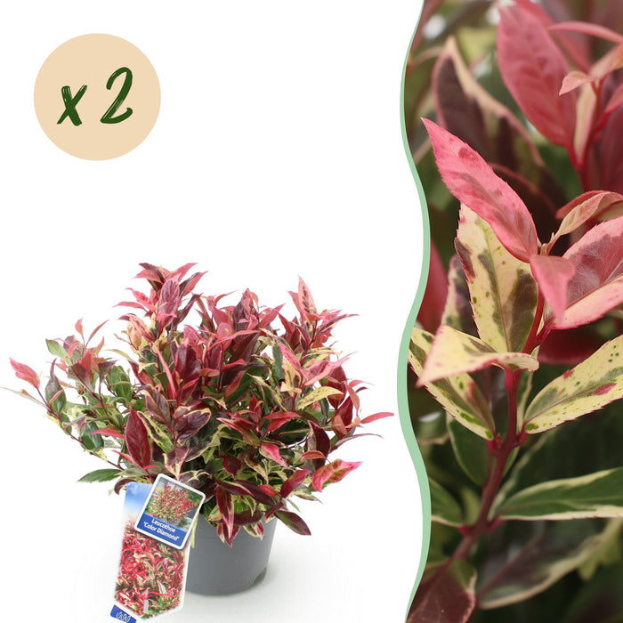 Leucothoe Colour Diamond - Bont - 2 Planten - Groenblijvend - Weinig Onderhoud - Pot 17cm Hoogte 45cm