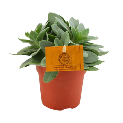 Senecio Cephalophorus - ↕15cm - Ø10.5cm