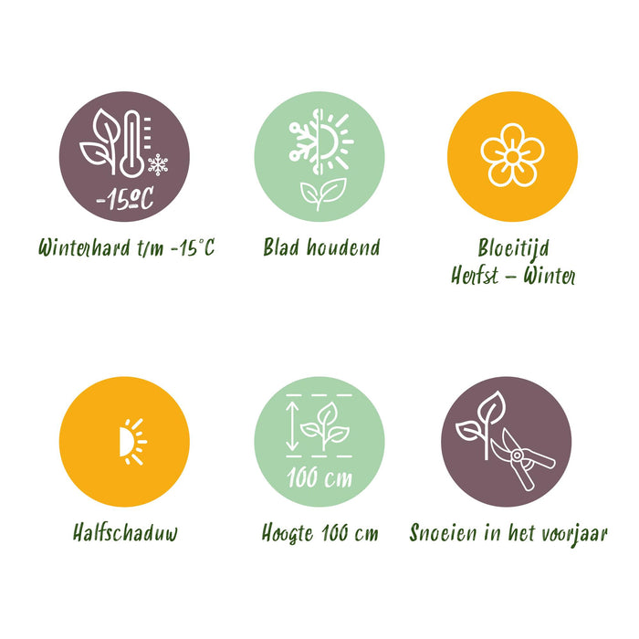 Skimmia japonica Rubella - Bloem Rood - 15+ Bloemen - ↕30cm - Ø15cm - 2x