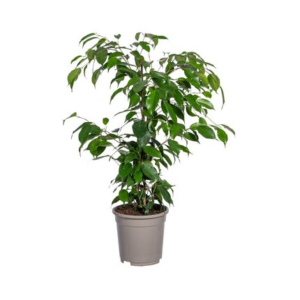 Ficus Benjamina Exotica - ↕60 - 80cm - Ø17cm