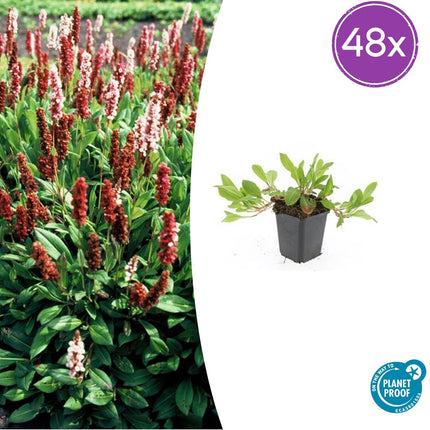 Persicaria affinis 'Darjeeling Red' - Duizendknoop - ↕10-25cm - Ø9cm - 48x