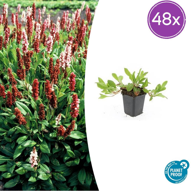 Persicaria affinis 'Darjeeling Red' - Duizendknoop - ↕10-25cm - Ø9cm - 48x