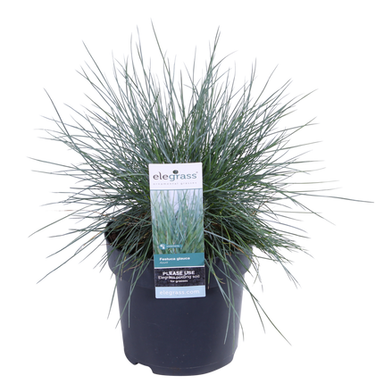 Festuca glauca Azura Blue - Blue Fescue - ↕30cm - Ø14cm