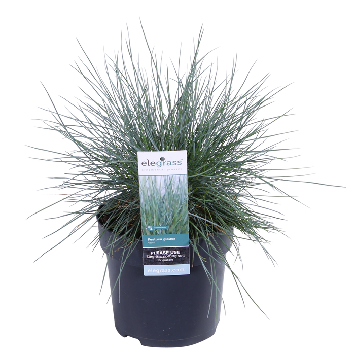 Festuca glauca Azura Blue - Blauw Schapengras - ↕30cm - Ø14cm